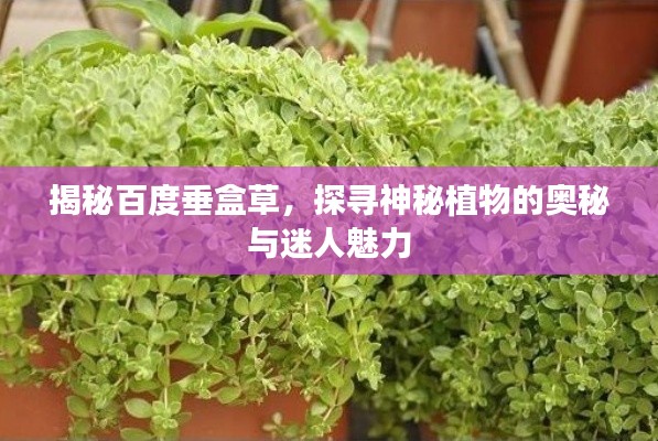 揭秘百度垂盒草，探尋神秘植物的奧秘與迷人魅力