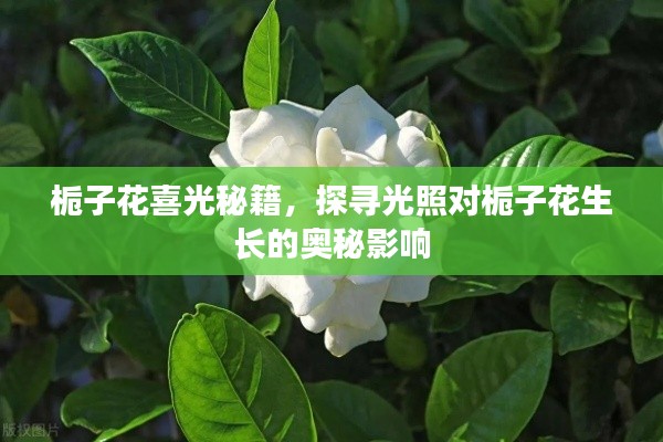 梔子花喜光秘籍，探尋光照對(duì)梔子花生長(zhǎng)的奧秘影響