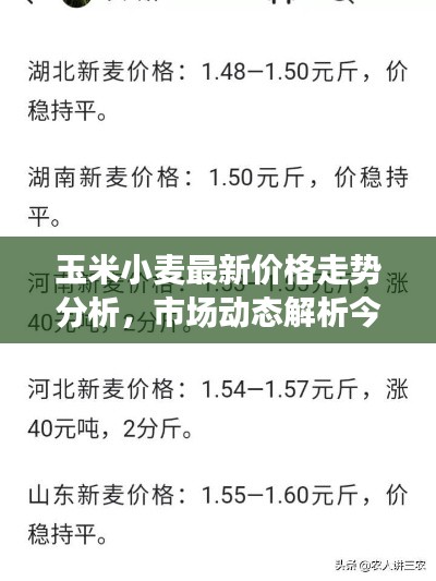 玉米小麥最新價(jià)格走勢(shì)分析，市場(chǎng)動(dòng)態(tài)解析今日行情