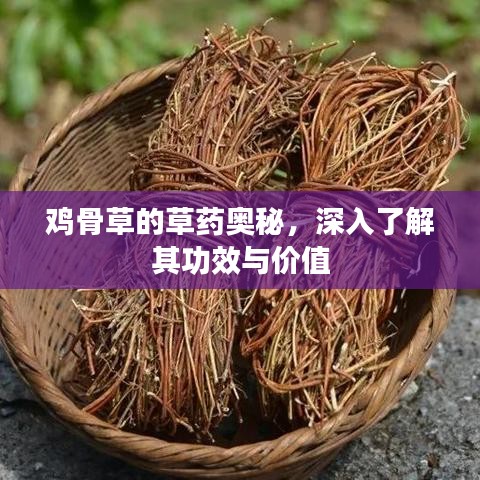 雞骨草的草藥奧秘，深入了解其功效與價值