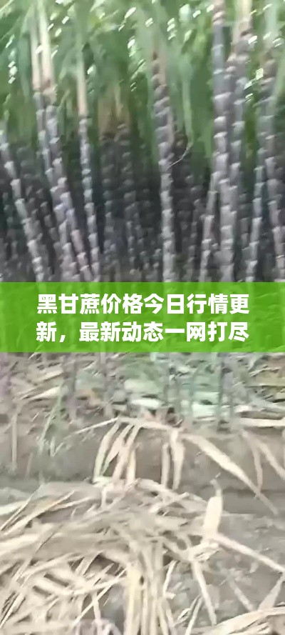 黑甘蔗價(jià)格今日行情更新，最新動(dòng)態(tài)一網(wǎng)打盡！