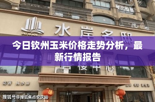 今日欽州玉米價(jià)格走勢(shì)分析，最新行情報(bào)告