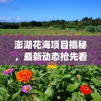 澎湖花海項(xiàng)目揭秘，最新動(dòng)態(tài)搶先看！