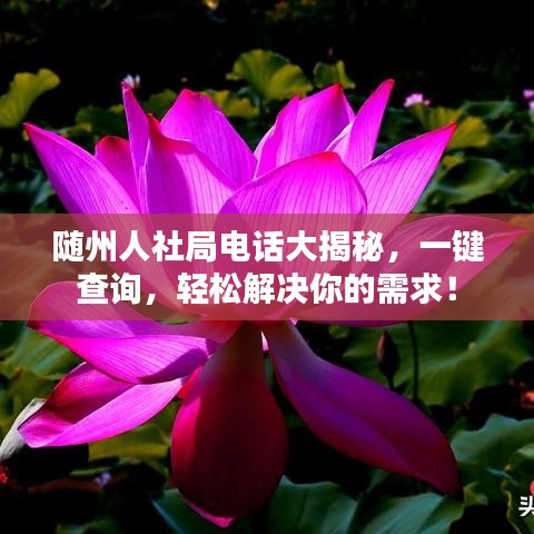 隨州人社局電話大揭秘，一鍵查詢，輕松解決你的需求！