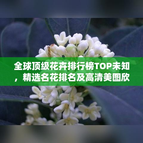 全球頂級(jí)花卉排行榜TOP未知，精選名花排名及高清美圖欣賞