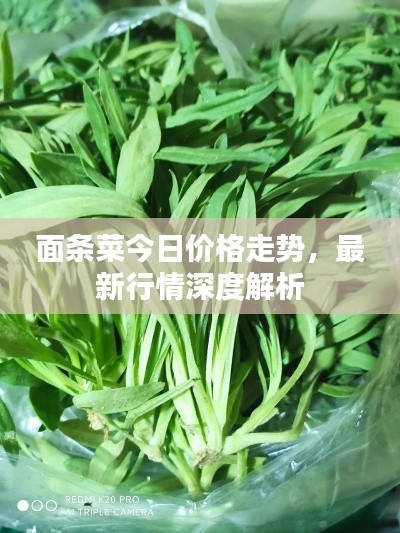 面條菜今日價(jià)格走勢(shì)，最新行情深度解析