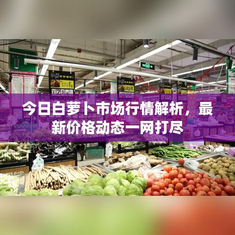 今日白蘿卜市場行情解析，最新價格動態(tài)一網(wǎng)打盡