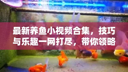 最新養(yǎng)魚小視頻合集，技巧與樂趣一網(wǎng)打盡，帶你領(lǐng)略養(yǎng)魚新境界