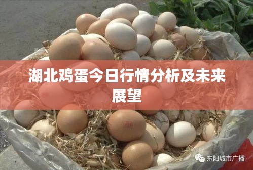 湖北雞蛋今日行情分析及未來(lái)展望
