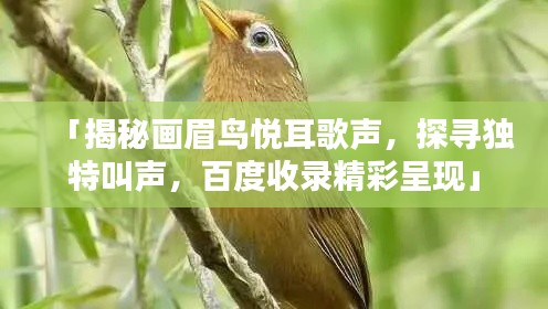 「揭秘畫眉鳥悅耳歌聲，探尋獨(dú)特叫聲，百度收錄精彩呈現(xiàn)」