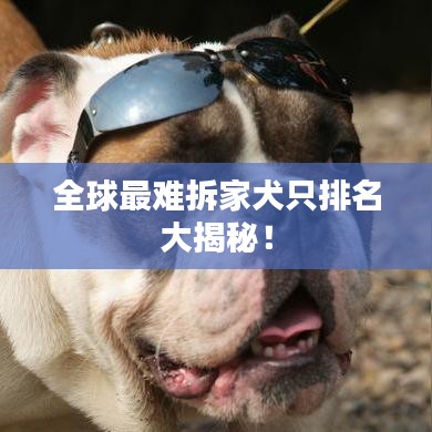 全球最難拆家犬只排名大揭秘！