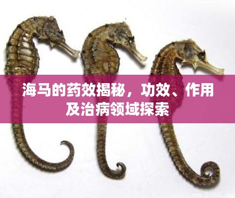 海馬的藥效揭秘，功效、作用及治病領(lǐng)域探索