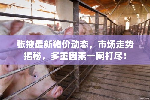張掖最新豬價動態(tài)，市場走勢揭秘，多重因素一網打盡！