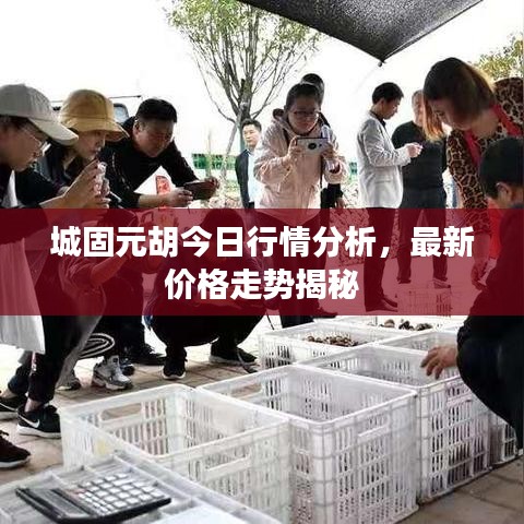 城固元胡今日行情分析，最新價(jià)格走勢(shì)揭秘