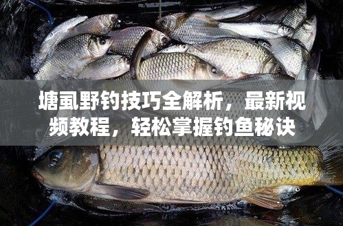塘虱野釣技巧全解析，最新視頻教程，輕松掌握釣魚秘訣