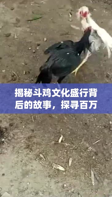 揭秘斗雞文化盛行背后的故事，探尋百萬斗雞的傳奇之旅