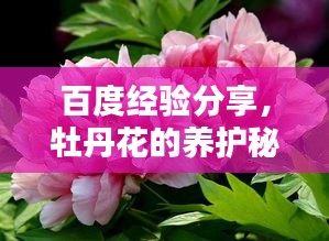 百度經(jīng)驗(yàn)分享，牡丹花的養(yǎng)護(hù)秘籍
