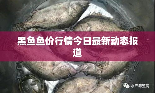 黑魚魚價(jià)行情今日最新動(dòng)態(tài)報(bào)道