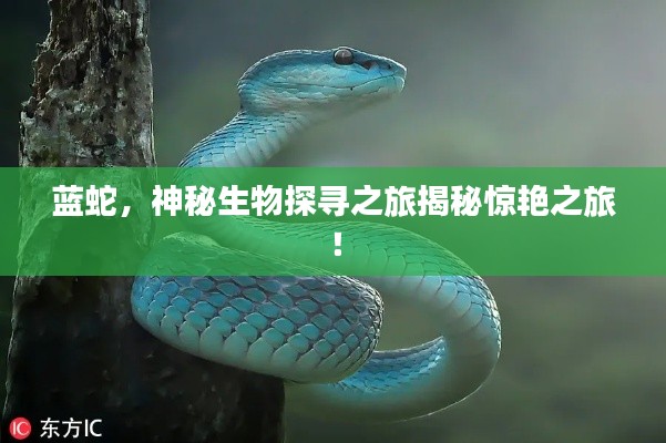 藍(lán)蛇，神秘生物探尋之旅揭秘驚艷之旅！