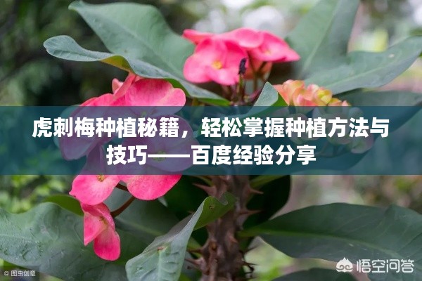 虎刺梅種植秘籍，輕松掌握種植方法與技巧——百度經(jīng)驗(yàn)分享