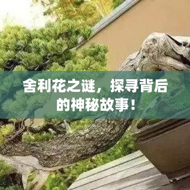 舍利花之謎，探尋背后的神秘故事！
