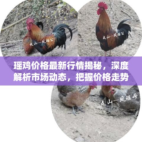 瑤雞價(jià)格最新行情揭秘，深度解析市場(chǎng)動(dòng)態(tài)，把握價(jià)格走勢(shì)！