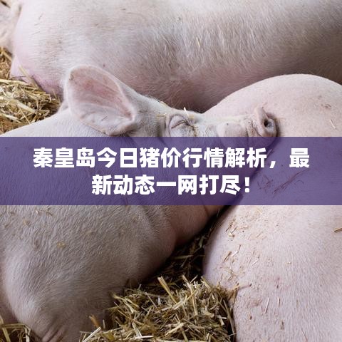 秦皇島今日豬價行情解析，最新動態(tài)一網(wǎng)打盡！