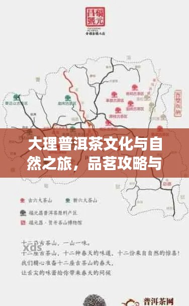 大理普洱茶文化與自然之旅，品茗攻略與旅行指南雙重體驗