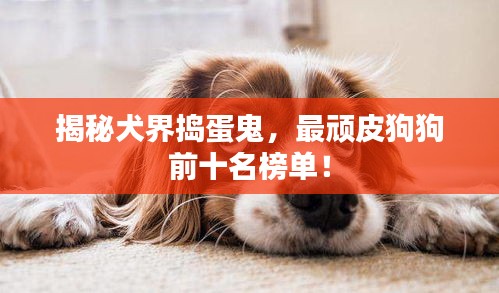 揭秘犬界搗蛋鬼，最頑皮狗狗前十名榜單！