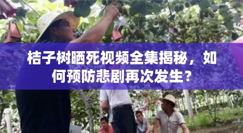 桔子樹曬死視頻全集揭秘，如何預(yù)防悲劇再次發(fā)生？