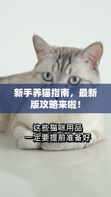 新手養(yǎng)貓指南，最新版攻略來啦！