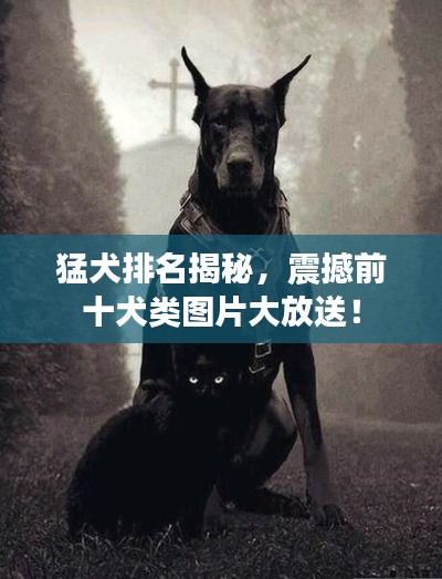 猛犬排名揭秘，震撼前十犬類圖片大放送！
