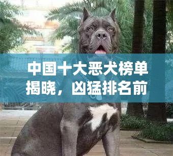 中國(guó)十大惡犬榜單揭曉，兇猛排名前十的犬種全解析