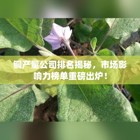 銅產(chǎn)量公司排名揭秘，市場影響力榜單重磅出爐！