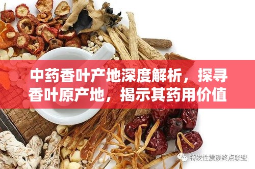 中藥香葉產(chǎn)地深度解析，探尋香葉原產(chǎn)地，揭示其藥用價(jià)值