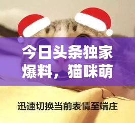 今日頭條獨(dú)家爆料，貓咪萌態(tài)視頻走紅，全網(wǎng)矚目引發(fā)關(guān)注熱潮