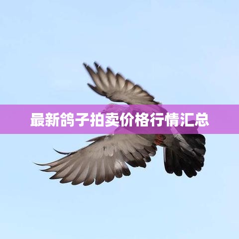 最新鴿子拍賣價(jià)格行情匯總