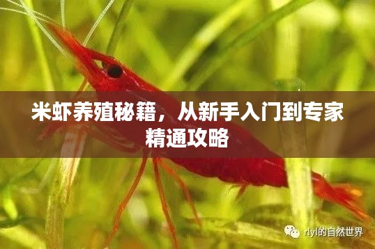 米蝦養(yǎng)殖秘籍，從新手入門到專家精通攻略