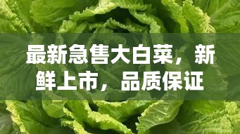 最新急售大白菜，新鮮上市，品質(zhì)保證！
