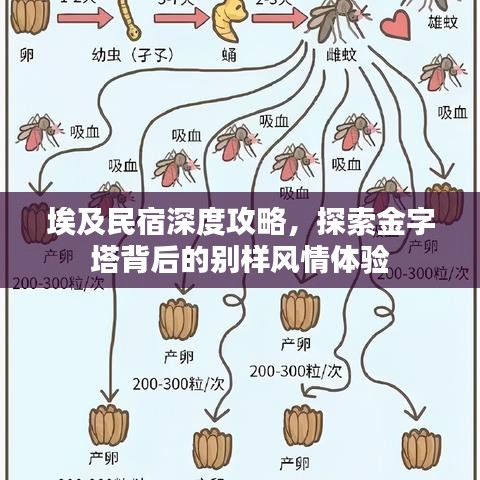 埃及民宿深度攻略，探索金字塔背后的別樣風(fēng)情體驗(yàn)