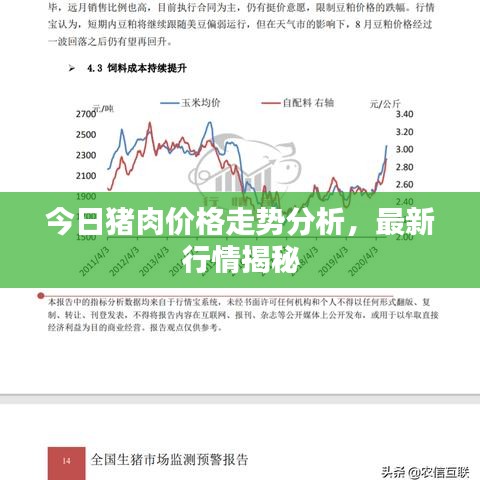 今日豬肉價(jià)格走勢分析，最新行情揭秘