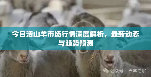 今日活山羊市場行情深度解析，最新動態(tài)與趨勢預測