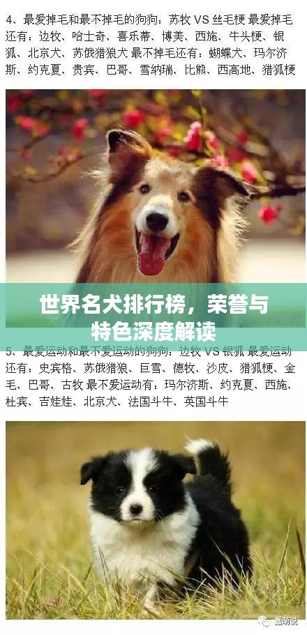 世界名犬排行榜，榮譽與特色深度解讀