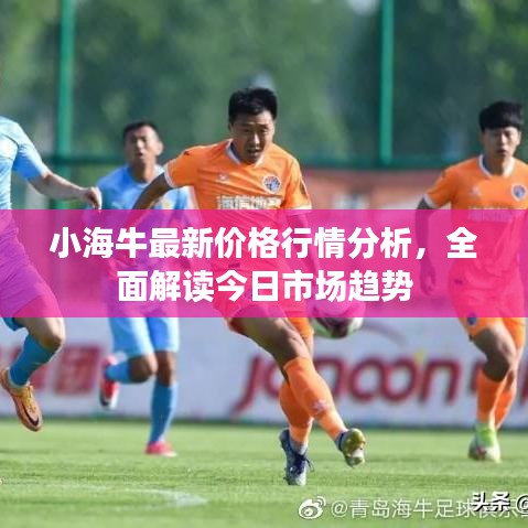 小海牛最新價格行情分析，全面解讀今日市場趨勢