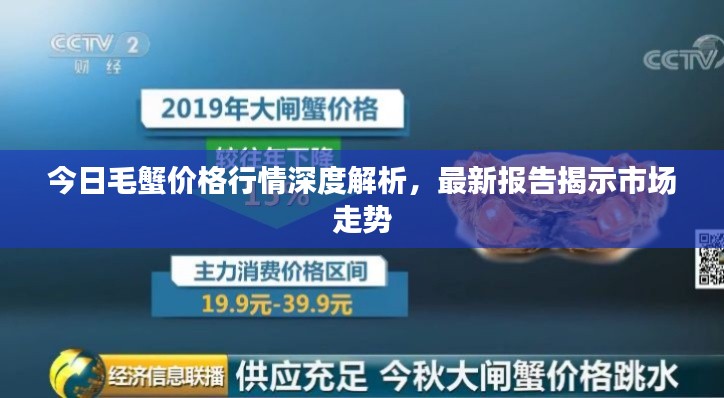 今日毛蟹價格行情深度解析，最新報告揭示市場走勢