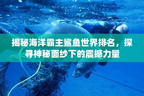 揭秘海洋霸主鯊魚(yú)世界排名，探尋神秘面紗下的震撼力量